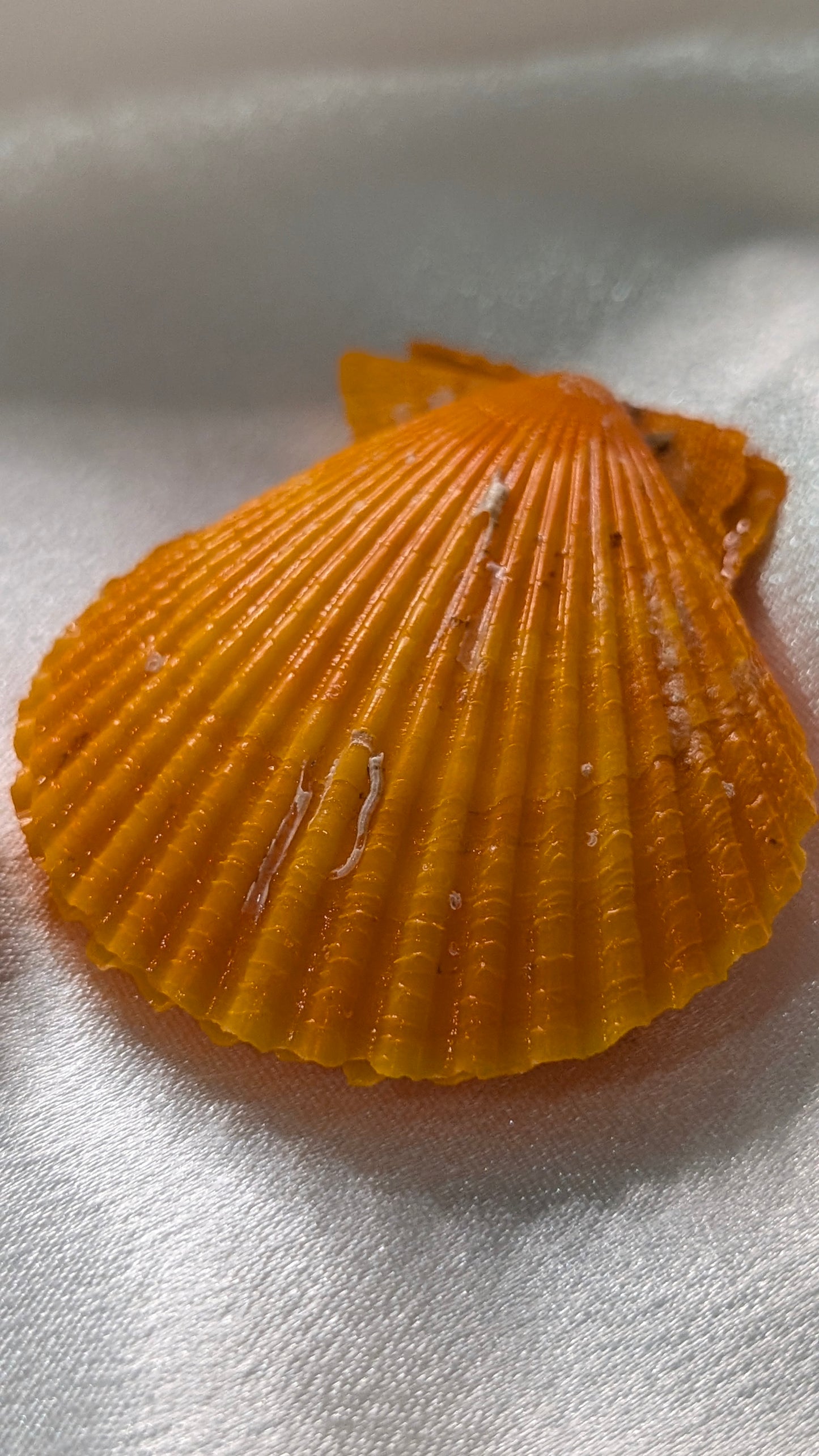 Red Snapper Premium Edison pearl oyster