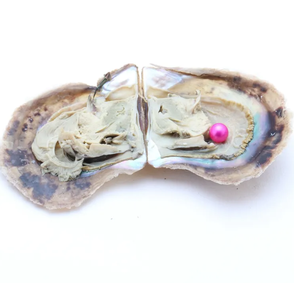 Tray of round pearl oysters