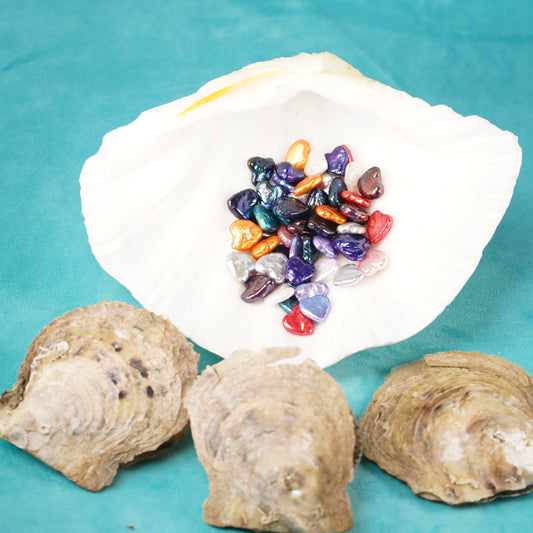 Heart shaped Fresh water pearl oyster