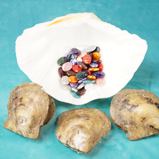 Oval Shaped pearl in oyster