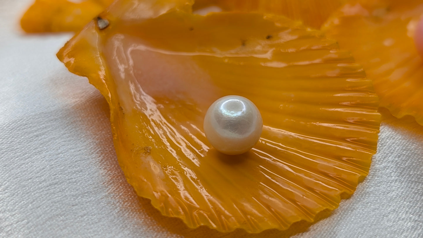 Red Snapper Premium Edison pearl oyster