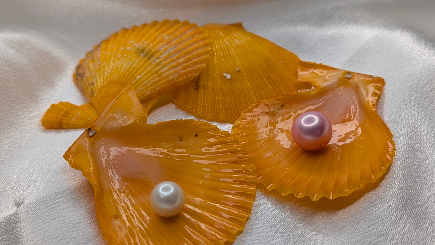 Red Snapper Premium Edison pearl oyster