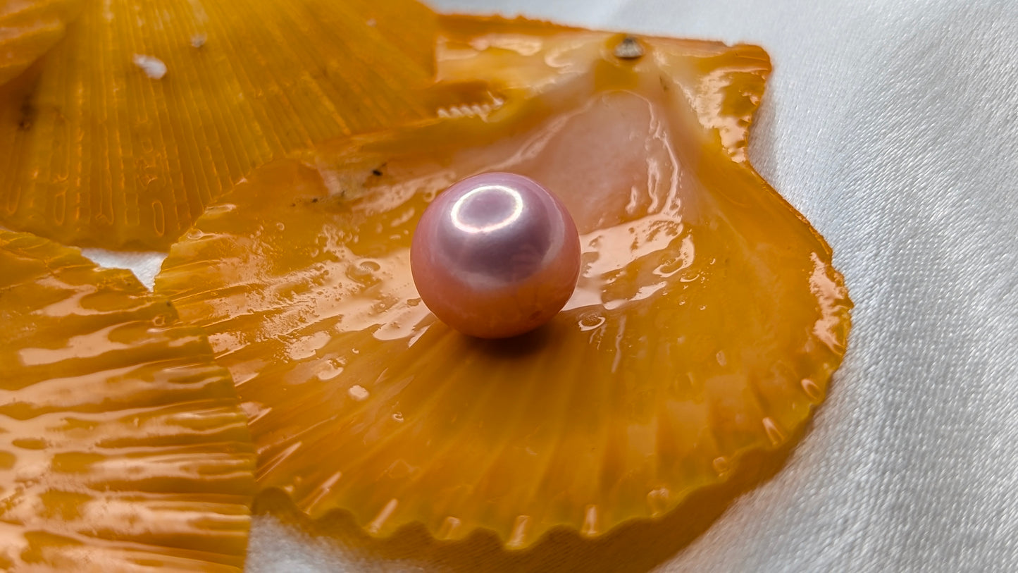 Red Snapper Premium Edison pearl oyster