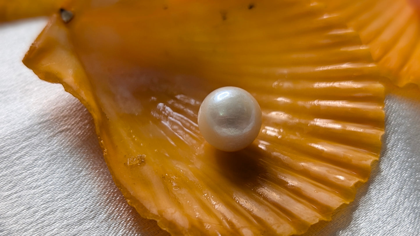 Red Snapper Premium Edison pearl oyster