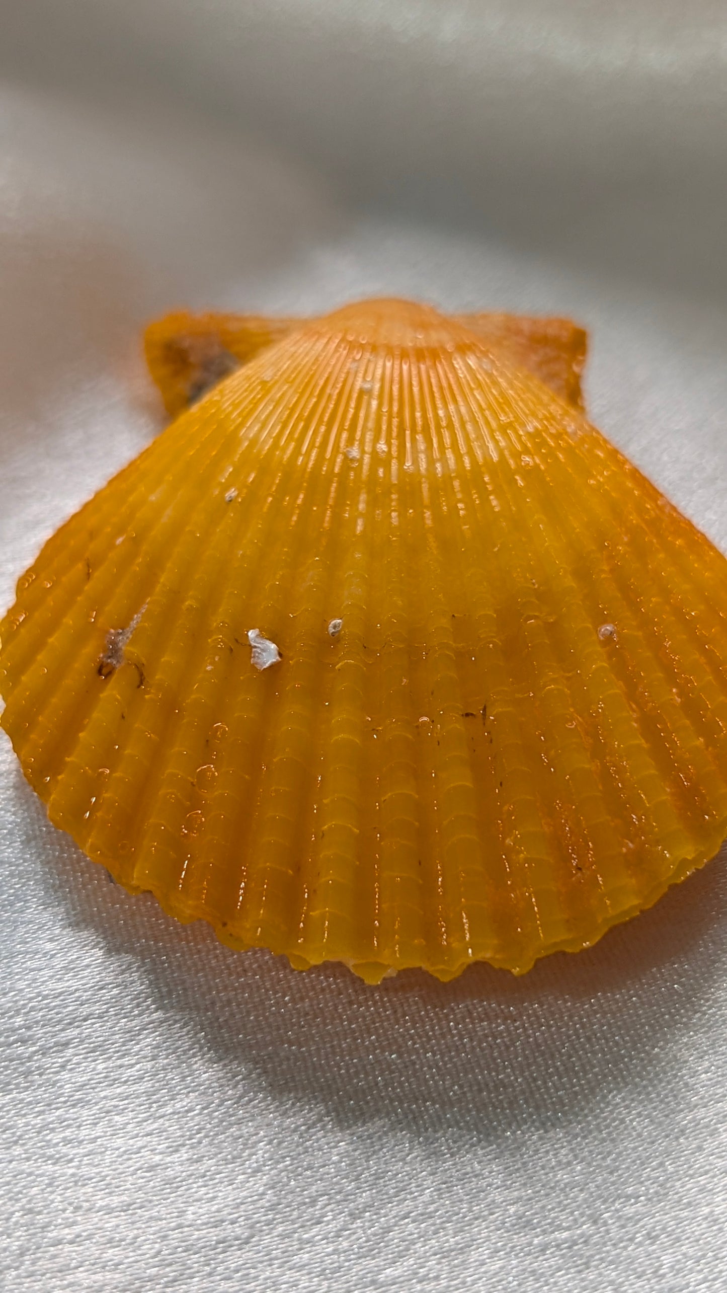 Red Snapper Premium Edison pearl oyster