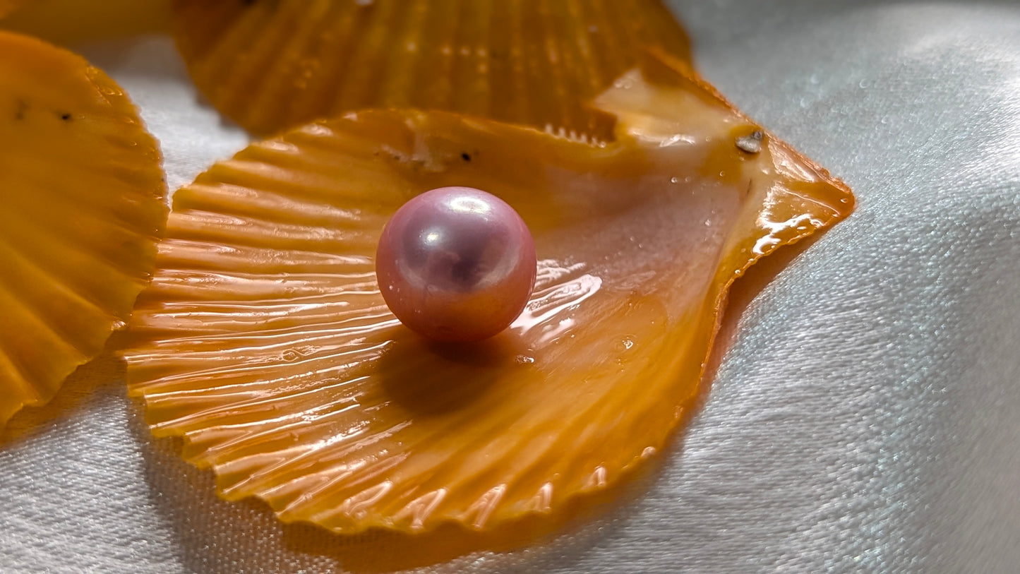 Red Snapper Premium Edison pearl oyster