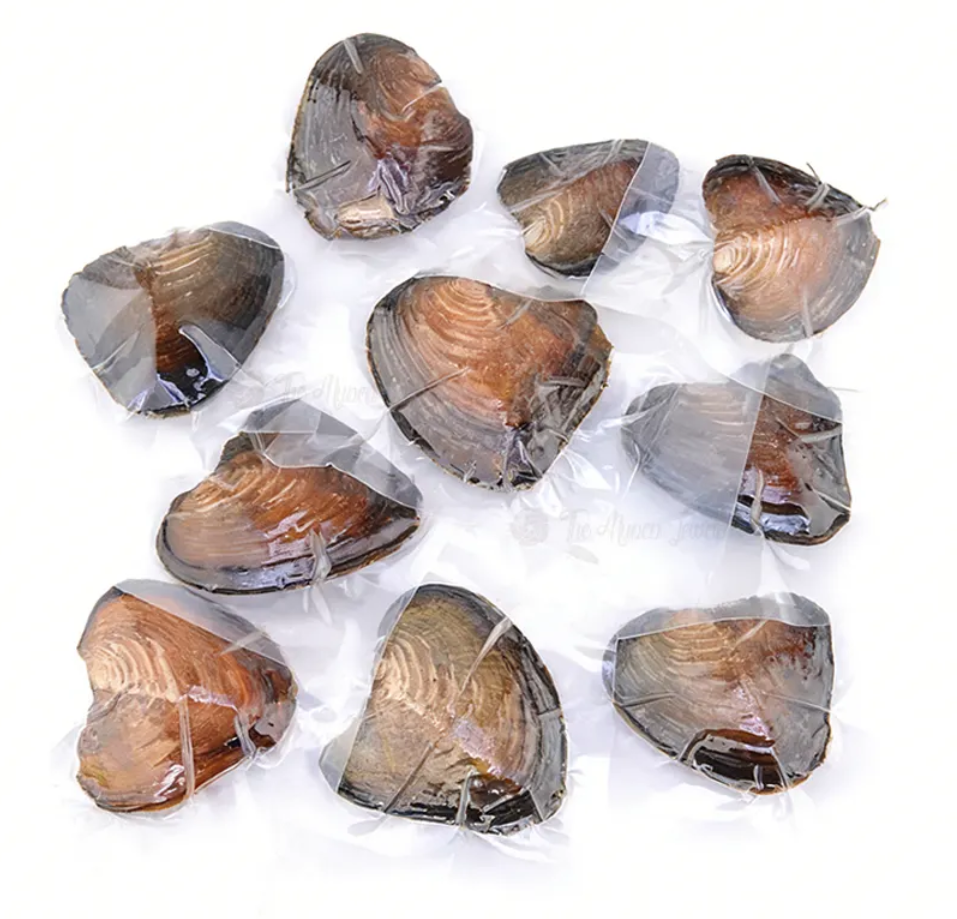 Tray of 5 Rice pearl freshwater oysters