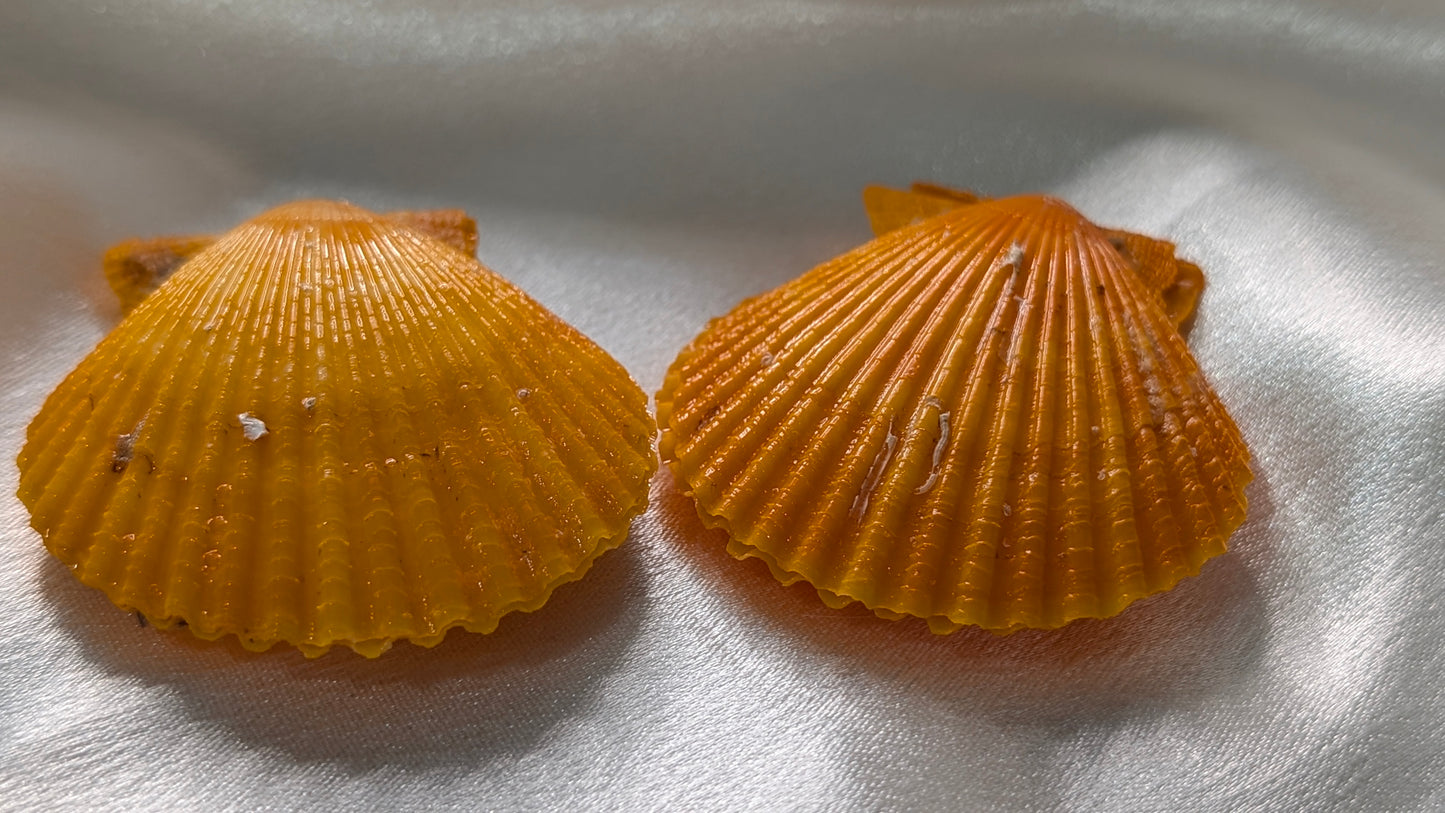 Red Snapper Premium Edison pearl oyster