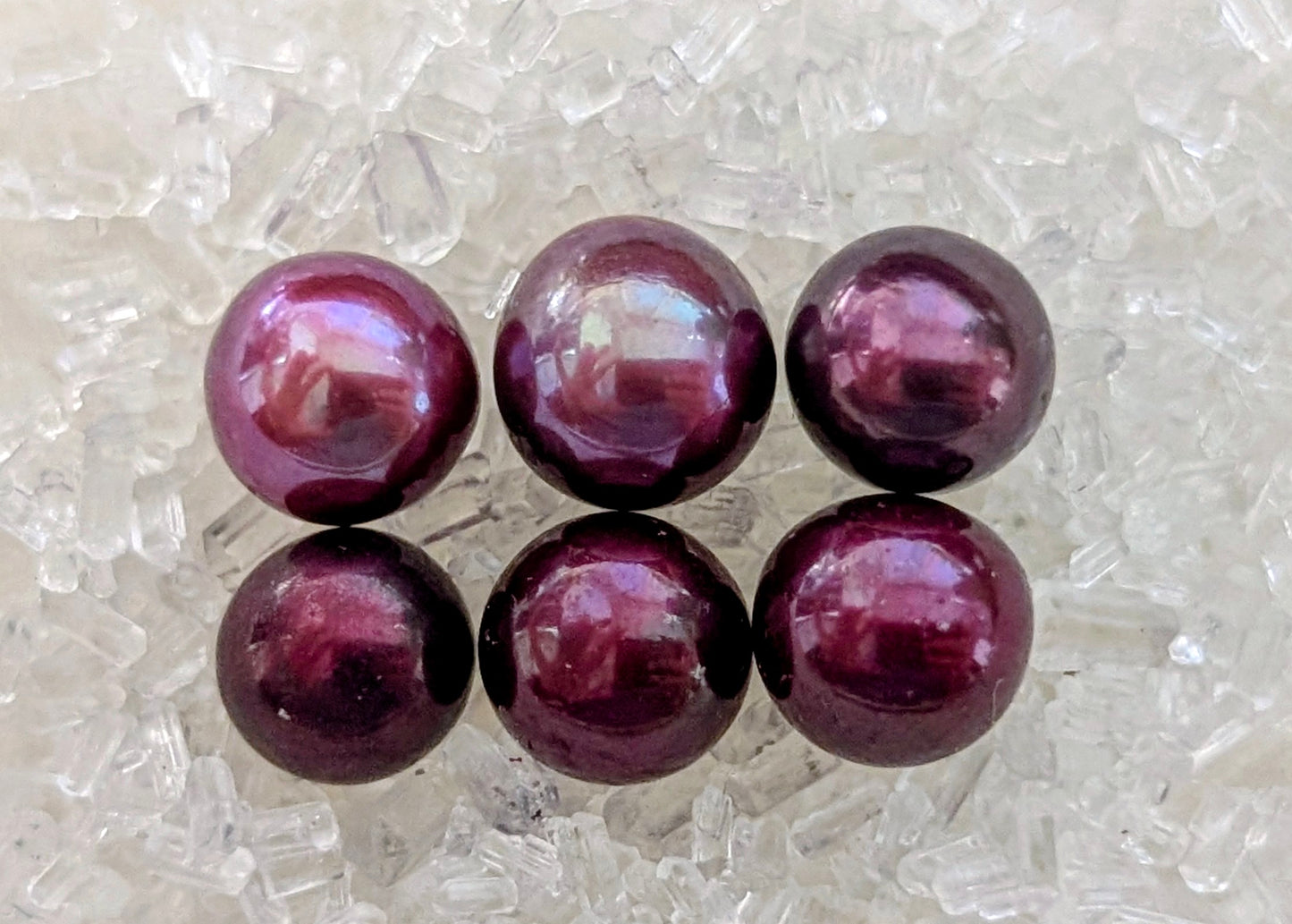 Christmas Red Pearl oyster
