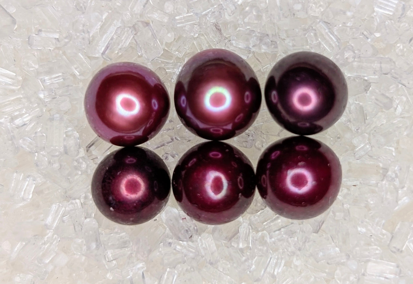 Christmas Red Pearl oyster
